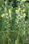 Sticky rosinweed